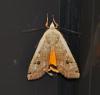 Noctua pronuba